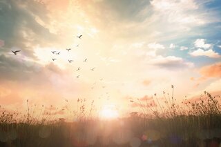 Der Pianist, Adrian Brody © Tobis_Universum | © © Tobis_Universum